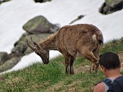 Laghi Gemelli dalle Baite di Mezzeno, fiori, stambecchi e ancora neve (4giu21) - FOTOGALLERY